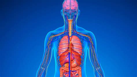 esquema del cuerpo humano mostrando los órganos vitales que requieren energía (calorías) para funcionar