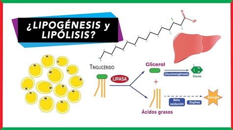 Ilustración que muestra el proceso de lipólisis en las células grasas tras la aplicación de mesoterapia.
