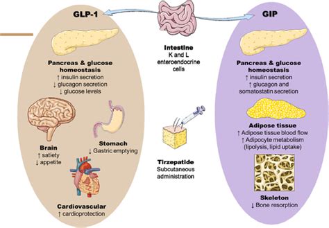 Infografía comparativa de las hormonas GLP-1 y GIP
