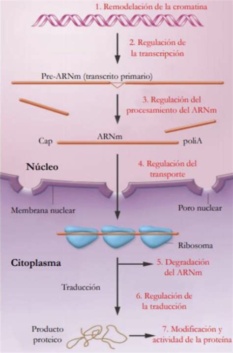 Esquema molecular de la regulación génica en la hibernación