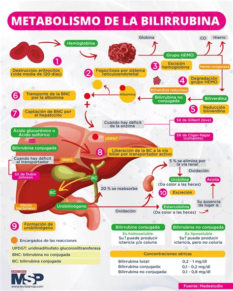 infografía detallando el ciclo de la bilirrubina en el cuerpo y cómo su acumulación causa ictericia