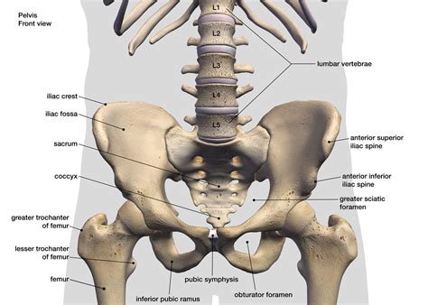 Infografía mostrando la progresión de la extensión de cadera, incluyendo la versión con pies elevados.