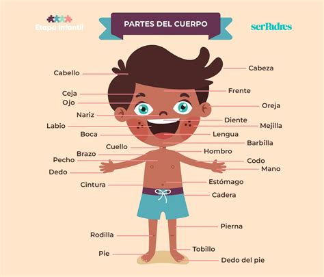 Infografía con las principales partes del cuerpo masculino para medir (pecho, cintura, cadera, bíceps, etc.)