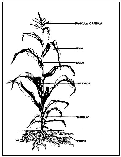 Diagrama que ilustra la estructura anatómica de la planta de maíz.