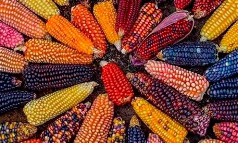 Tabla nutricional comparativa de diferentes variedades de maíz.