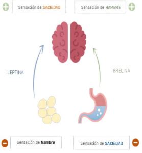 infografía que compara la regulación del hambre y la saciedad en bebés amamantados y alimentados con fórmula