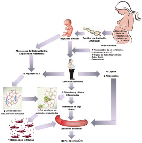 esquema que ilustra la influencia de la lactancia materna en la programación epigenética y el metabolismo