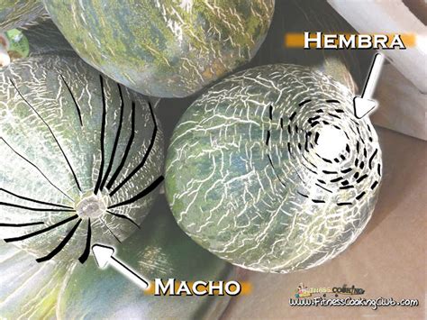 Ilustración mostrando cómo diferenciar un melón macho de uno hembra y las características de un melón maduro.