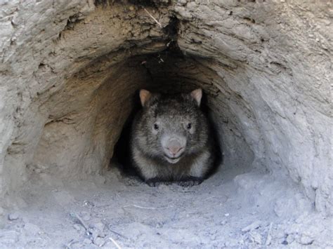 Ilustración de un wombat excavando una madriguera con sus garras y dientes delanteros.