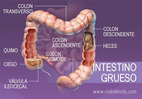 Ilustración que explica la formación de heces cúbicas en el intestino del wombat.