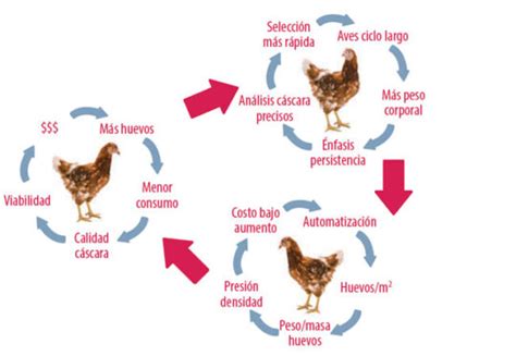 Infografía que ilustra las fases de desarrollo de una gallina ponedora, destacando la etapa de Pre-Pico.