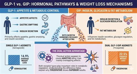 Representación esquemática de las hormonas GLP-1 y GIP y su acción en el cuerpo.
