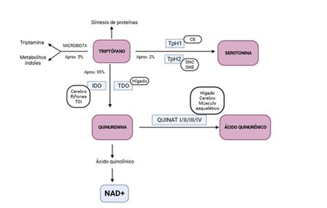 Diagrama de flujo del metabolismo del triptófano por bacterias intestinales y su impacto en el eje intestino-cerebro.