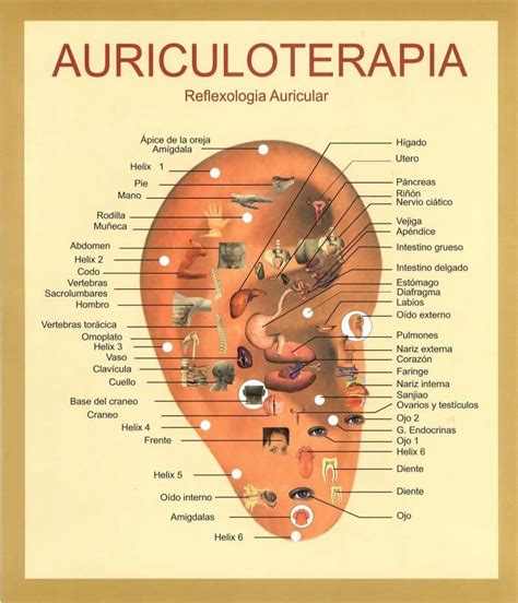 Mapa de puntos de acupuntura en la oreja