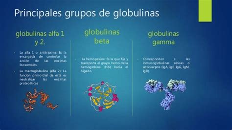 Infografía detallando la función de la albúmina y las globulinas en el organismo.