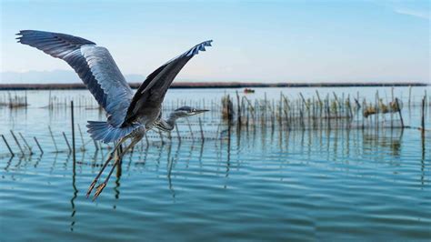 Paisaje del Parque Natural de la Albufera con aves acuáticas.